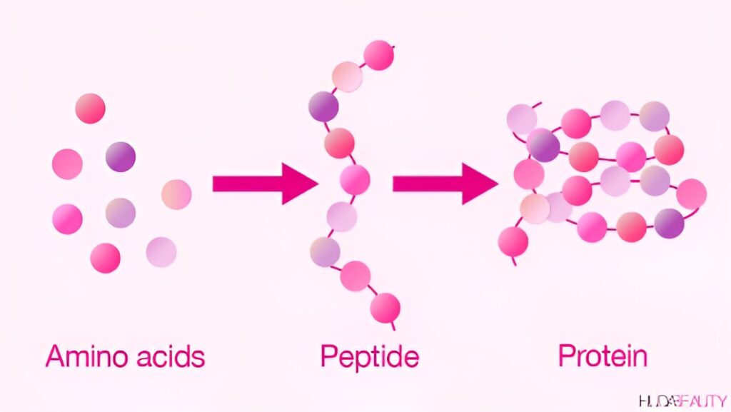 Peptides Understanding & Buying from a Pharmacy